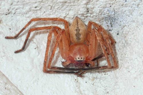 Olios sp.